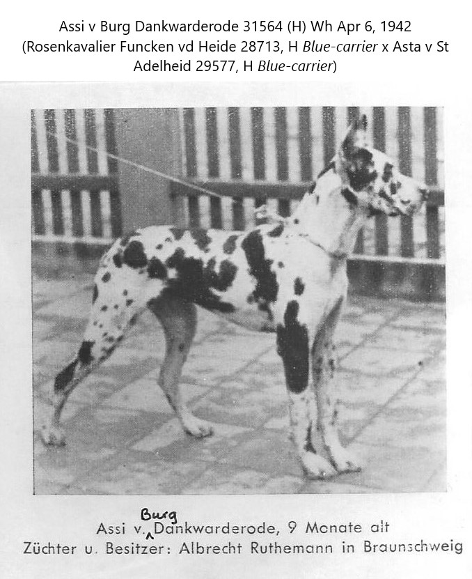 Assi v Burg Dankwarderode